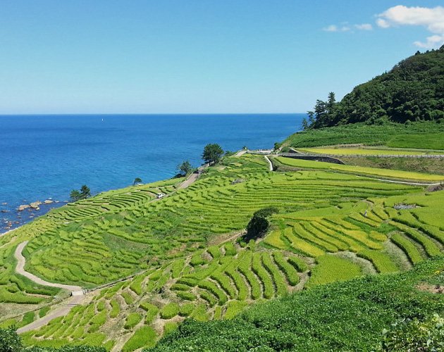 白米千枚田