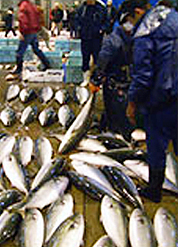 食材の仕入れ