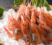 能登とき海老