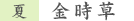 金時草