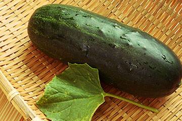 Kaga Fat Cucumber