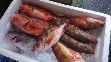 水揚げされた魚