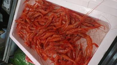 キトキト(新鮮)甘海老
