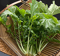 中島菜