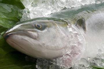 能登鰤魚